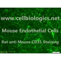 C57BL/6-GFP Mouse Primary Colonic Microvascular Endothelial Cells